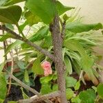 Hibiscus fragilis Bark