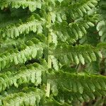 Dryopteris oreades 葉