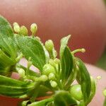 Cruciata glabra Fruto