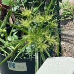 Cyperus odoratus Лист