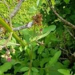 Scrophularia auriculata Leaf