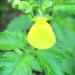 Calceolaria tripartita Floro