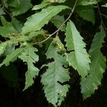 Castanea pumila 叶