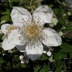 Rubus armeniacus Floro