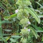Meiosperma bracteatum Λουλούδι