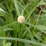 Kyllinga brevifolia 花