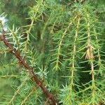 Juniperus communis برگ