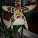 Oncidium crocidipterum Flor