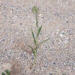 Panicum miliaceum Habit