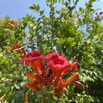 Campsis radicansFloare