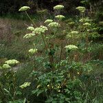 Angelica lucida Hábitos