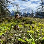 Fritillaria affinis花