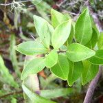 Embelia angustifolia Leaf