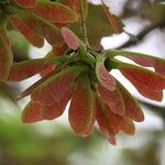 Acer heldreichii Fruit