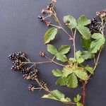 Rubus bertramii Frukt