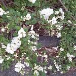 Exochorda × macrantha Habit