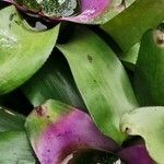 Neoregelia concentrica পাতা