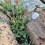 Delosperma cooperi叶