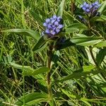 Gentiana cruciata ശീലം