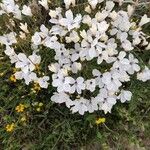 Linum suffruticosumFlower