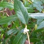 Lonicera fragrantissima Outro