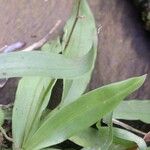 Bolusiella iridifolia Leaf
