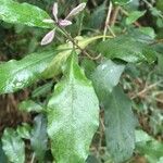 Pittosporum cherrieri Leaf