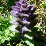 Ajuga pyramidalis Folha