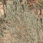 Artemisia tridentata Habit