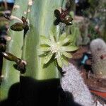 Myrtillocactus geometrizans Квітка