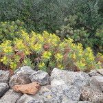 Euphorbia dendroides Outro