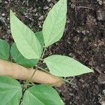 Vigna unguiculata Leaf