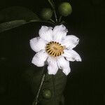 Bellucia grossularioides Fleur