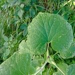Pericallis murrayi Ліст