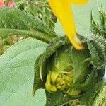 Helianthus petiolaris Flower