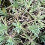 Dianthus gratianopolitanus List