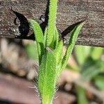 Silene gallica Blatt