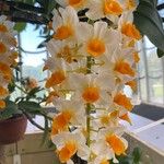 Dendrobium thyrsiflorum Flor
