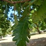 Quercus frainetto Levél