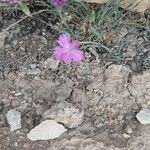 Dianthus graniticus Flor