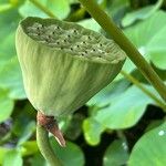 Nelumbo nucifera Frucht