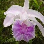 Sobralia rosea Flower