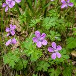 Geranium asphodeloides Flor