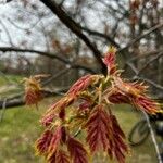 Quercus kelloggii Leaf