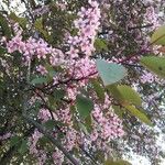 Prunus subhirtella Flower