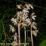 Epipogium aphyllum Libunga