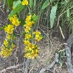 Solidago decurrens Цвят