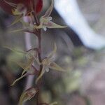 Bulbophyllum pumilum Flor