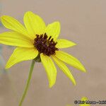 Helianthus niveus Kwiat