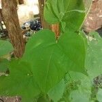 Ipomoea nil Leaf